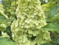 Гортензия метельчатая `Полар Бир``Polar Bear` - C7.5