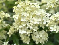 Гортензия метельчатая `Фантом``Phantom`` - C7.5