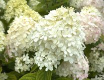 Гортензия метельчатая `Лайм Лайт``Lime Light` - C3