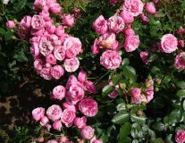 РОЗА ПОМПОНЕЛЛА (POMPONELLA) - C7.5