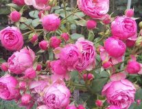 РОЗА ПОМПОНЕЛЛА (POMPONELLA) - C25 Штамб