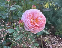 Роза `Абрахам Дерби``Abraham Darby` - C7.5