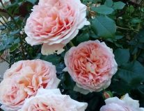 Роза `Абрахам Дерби``Abraham Darby` - C25 Штамб