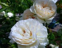 РОЗА ВИНЧЕСТЕР КАФЕДРАЛ (WINCHESTER CATHEDRAL)