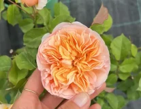 Роза`Джульетта``Juliet`