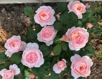 РОЗА КВИН ОФ ШВЕДЕН (QUEEN OF SWEDEN)