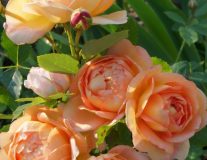 `Леди оф Шалотт``Lady of Shalott`