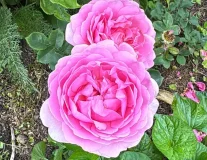 ST Роза `Princess Alexandra of Kent` - C25 Штамб