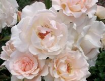 Роза `Рококо``Rokoko`