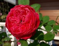 ST `Роза Piano` - C25 Штамб