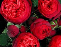 Роза `Пиано``Piano` - C25 Штамб