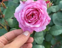 Роза `Айсфогель``Eisvogel`