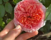 Роза `Чиппендейл``Chippendale` - C7.5