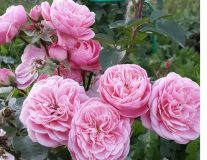 Роза`Байландо``Bailando`