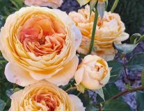 Роза `Карамель Антик` `Caramel Antique`