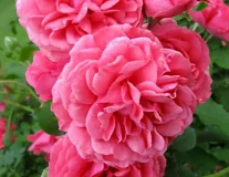 Роза `Розариум Ютерсен``Rosarium Uetersen` - C7,5