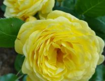 РОЗА АННИ ДЮПРЕЙ (ANNY DUPEREY)