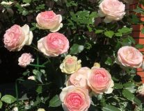 Роза `Роза Пьер Де Ронсар``Pierre de Ronsard` - C7,5