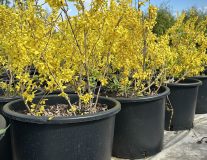 Форзиция промежуточная