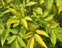 Бузина черная `Ауреа``Aurea`