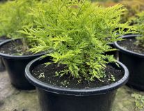 Бузина черная `Голден Тауэр``Golden Tower`