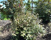 Вейгела цветущая `Пурпуреа``Purpurea`