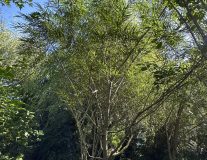 Ива `Шверина Улучшенная`