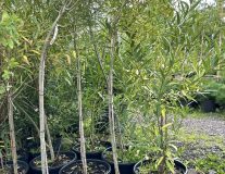 Ива ломкая `Булата`