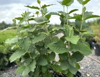 Калина Гордовина