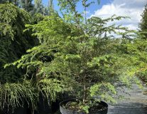 Тсуга канадская