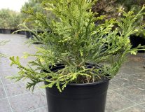 Туевик Долотовидный