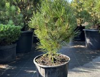 Сосна горная `Винтерсонн``Wintersonne`