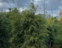 Тсуга канадская