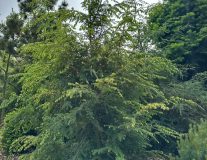 Тсуга канадская