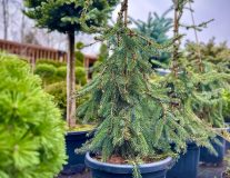 Ель сербская `Пендула Брунс``Pendula Bruns`