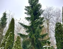 Ель сербская / Picea omorika (H700-900 см) WRB ком