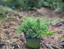 Можжевельник лежачий `Нана``Nana`