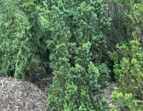 Тис средний `Хиллии` `Hillii`