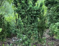 Тис средний `Хикси` `Hicksii`