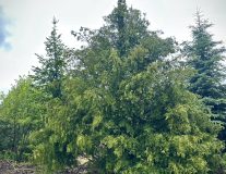 Туя западная `Брабант``Brabant`