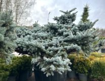 Ель колючая `Глаука Глобоза``Glauca Globosa`