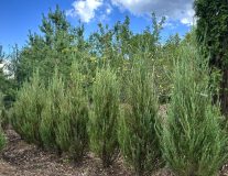 Можжевельник скальный `Блю Эрроу` `Blue Arrow`