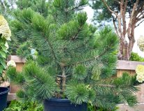 Сосна Гельдрейха `Малинки` `Malinki`