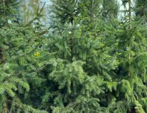 Ель сербская - 80-100см, C25