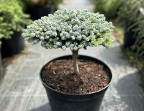 Пихта `Когоутс Айсбрекер``Kohout`s Icebreaker`