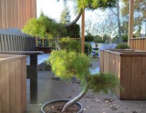 Лиственница Кемпфера