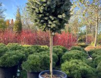 Ель ситхинская `Зильберцверг``Silberzwerg`