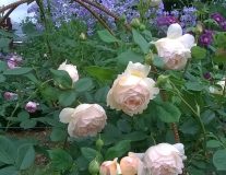 РОЗА ВОЛЛЕРТОН ОЛД ХОЛЛ (WOLLERTON OLD HALL)