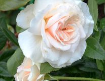 Роза `Прайд энд Преджудис``Pride and Prejudice`