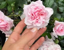 Роза`Лариса`` Larissa`